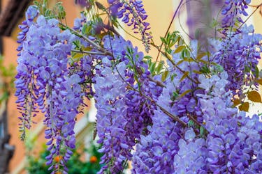 blå blåregn blå blåregn